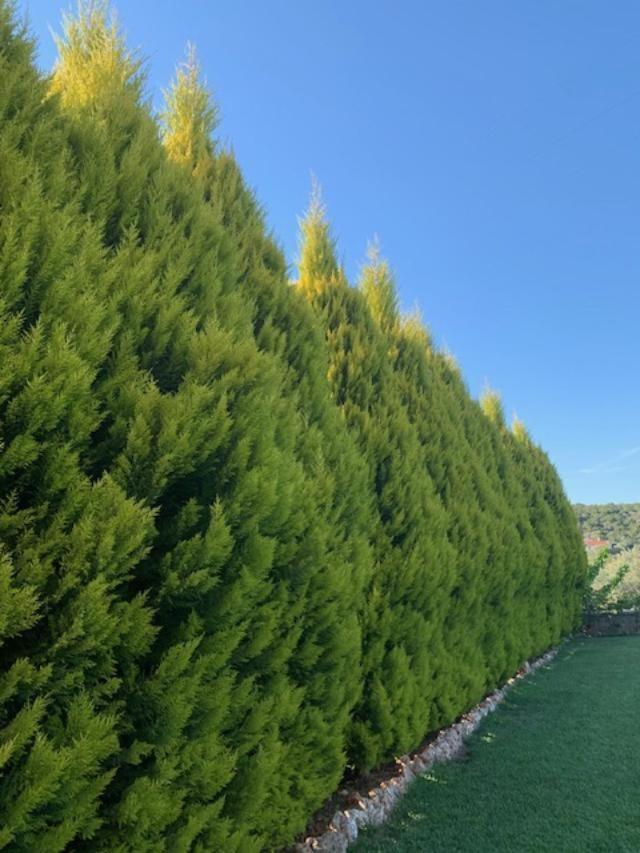 Villa Argie เนอา เอปิดาวรอส ภายนอก รูปภาพ